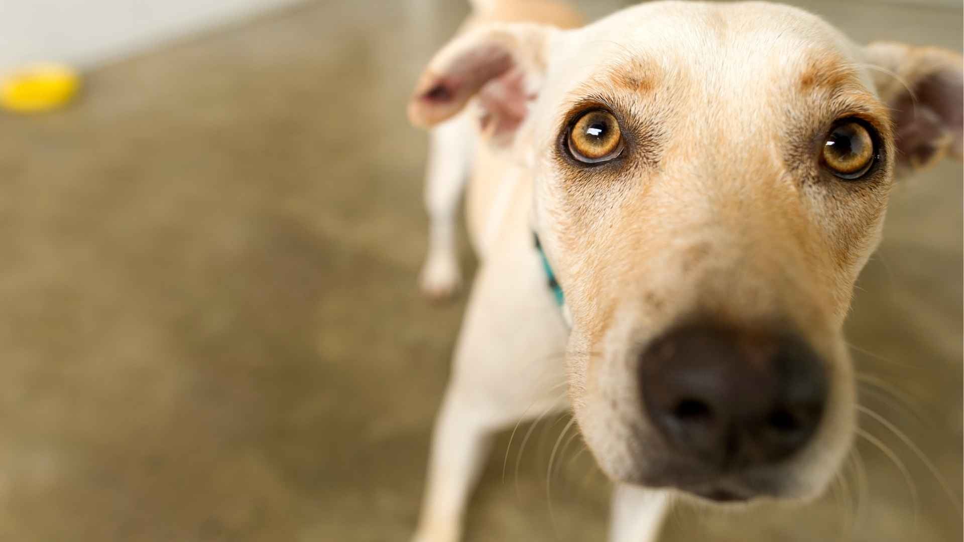 De que color ven los perros